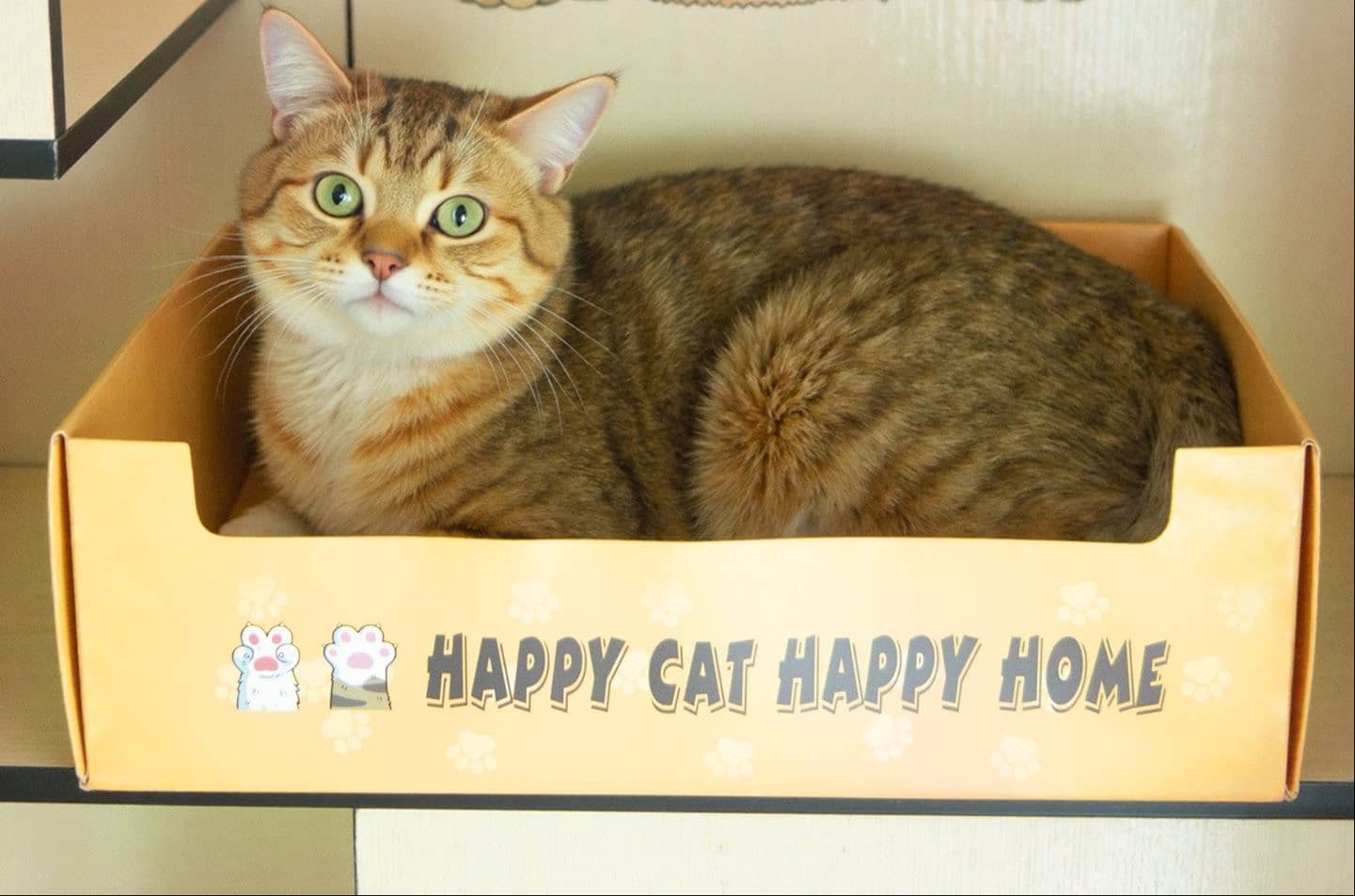 猫トイレ 可愛い猫柄段ボール製使い捨て猫用トイレ